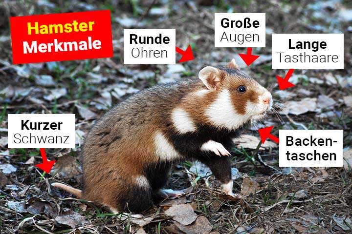 Hamster Körperbau und Aussehen