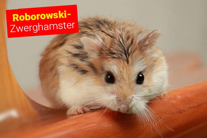 Roborowski-Zwerghamster