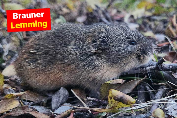 Brauner Lemming