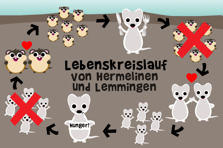 Der Kreislauf zwischen Lemmingen und Hermelinen