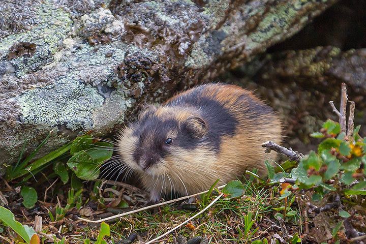 Lemming