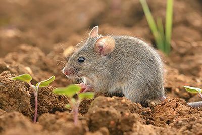 Maus