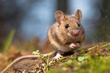 Maus
