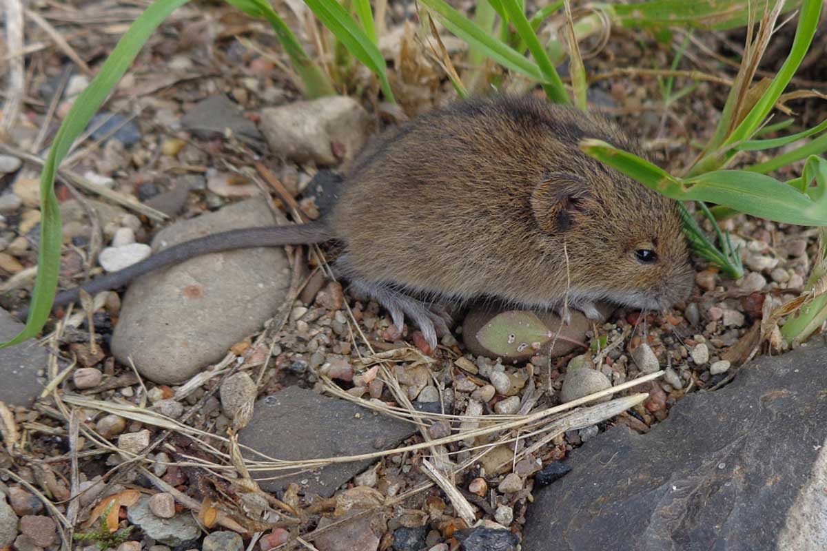 Waldbirkenmaus