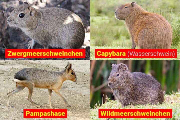 Wilde Meerschweinchenarten