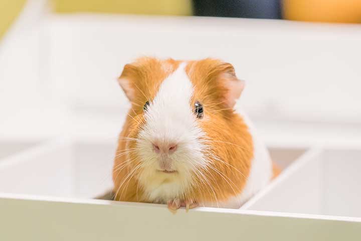 Glatthaar-Meerschweinchen