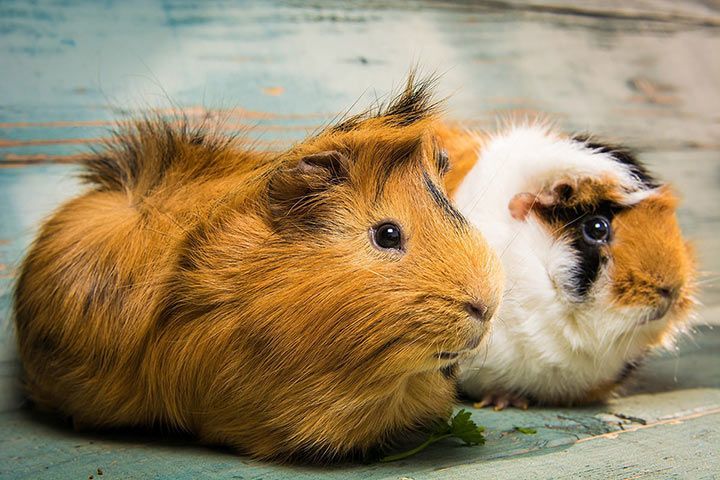 Irish-Crested-Meerschweinchen