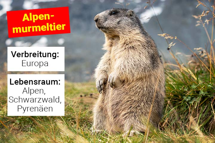 Alpenmurmeltier