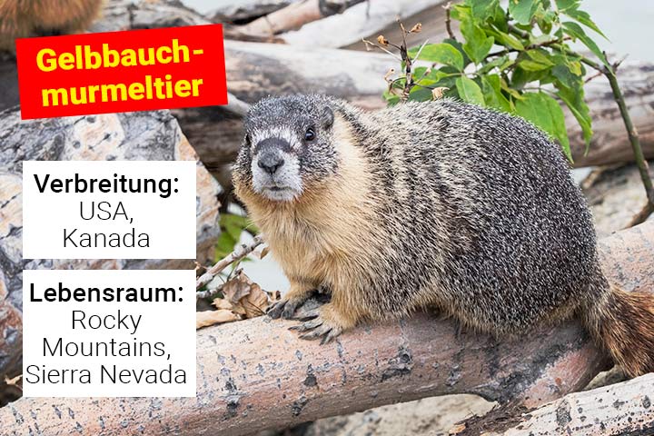 Gelbbauchmurmeltier