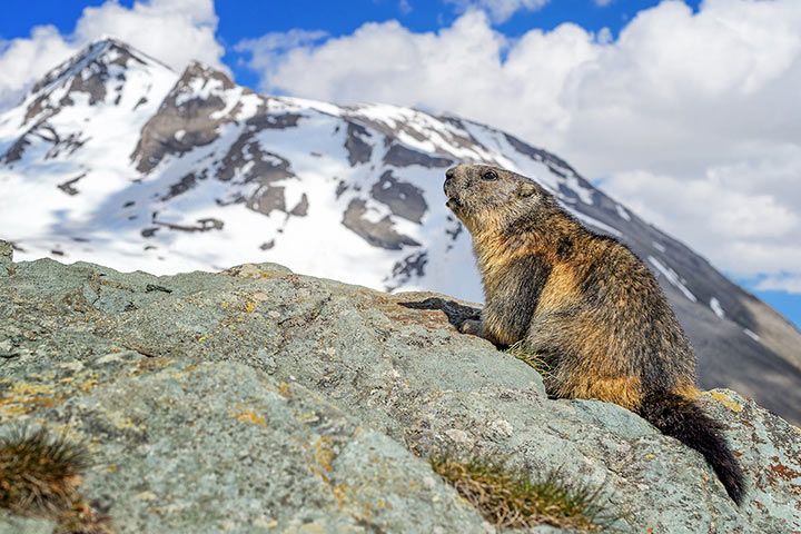 Alpenmurmeltier im Hochgebirge