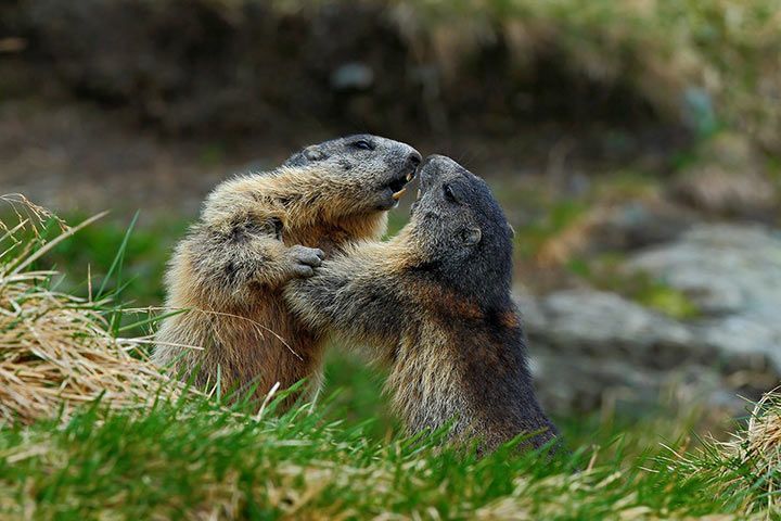 Zwei Alpenmurmeltiere