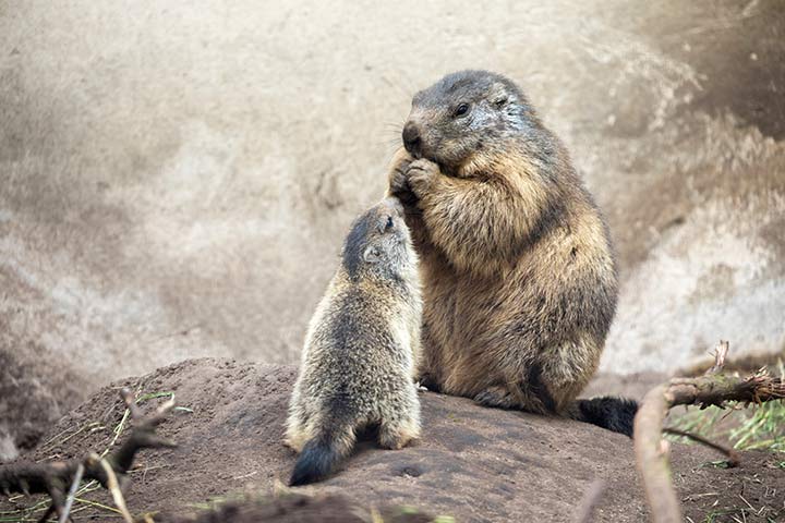 Alpenmurmeltier - Mama und ihr Baby