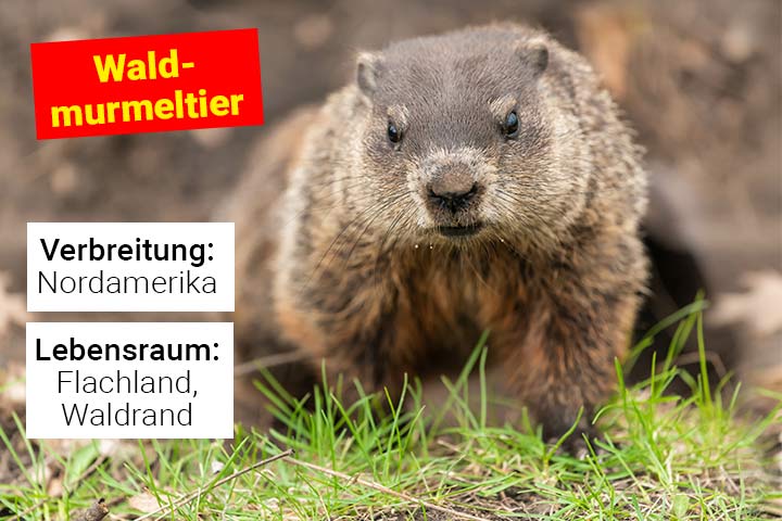 Waldmurmeltier