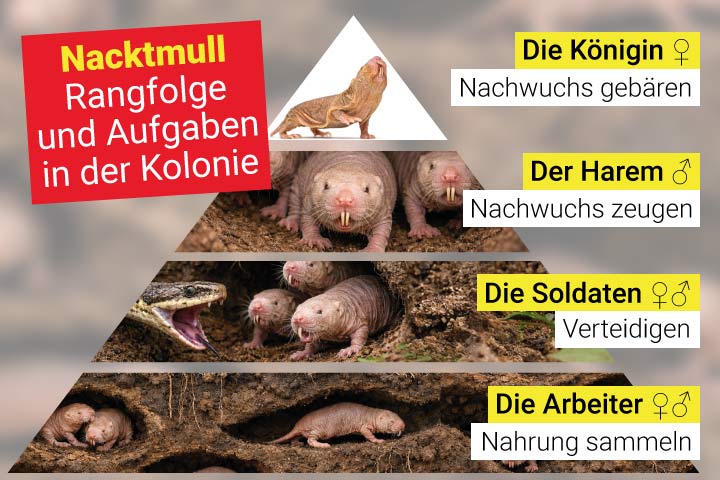 Nacktmulle - Rangfolge und Aufgaben in der Kolonie