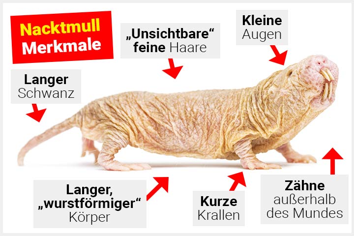Nacktmull Körperbau und Aussehen