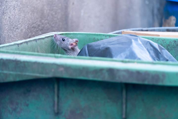 Eine Ratte durchstöber eine Mülltonne auf der Suche nach Nahrung