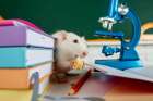 Ratte mikroskop xl