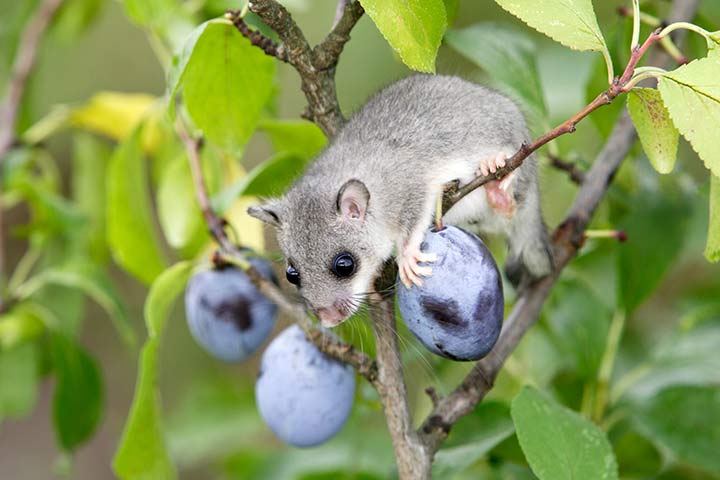 Siebenschläfer ernähren sich auch von Früchten wie Zwetschgen
