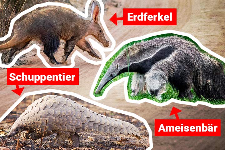 Ameisenbär oder Erdferkel – Wo ist der Unterschied?