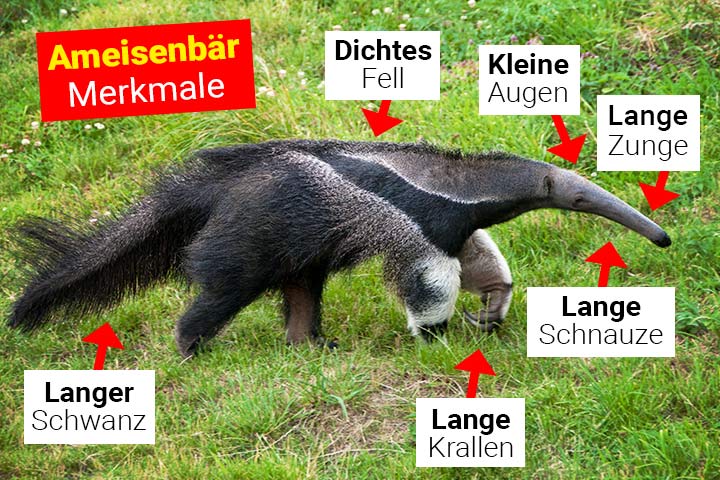 Ameisenbär Merkmale