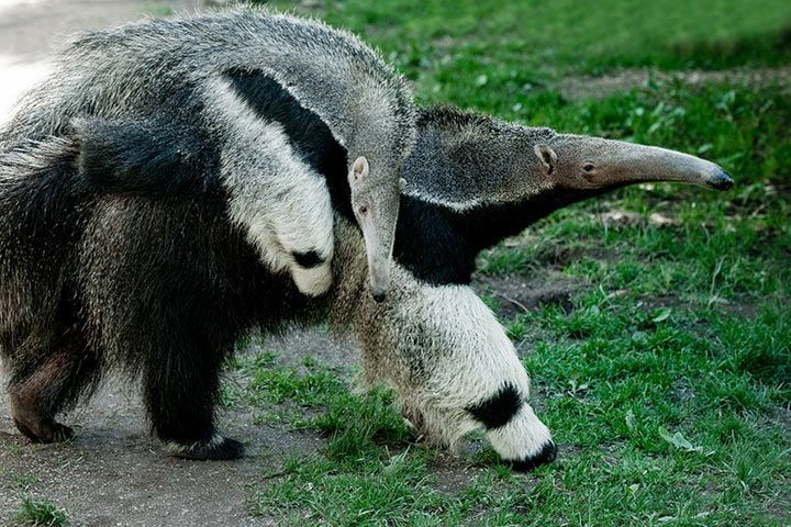 Ameisenbär