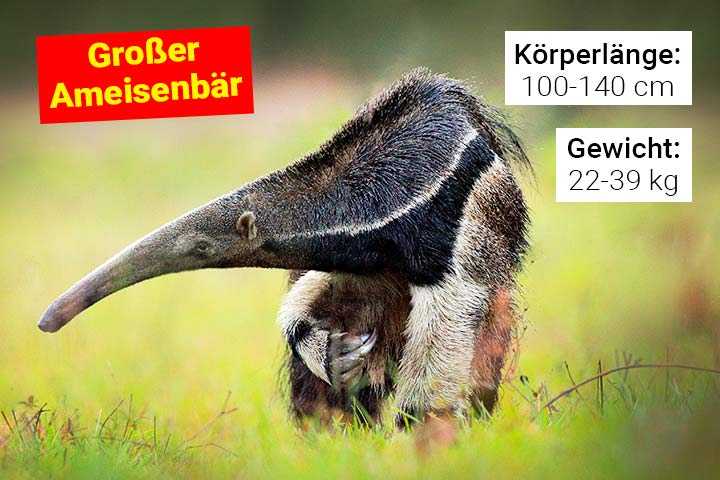 Großer Ameisenbär