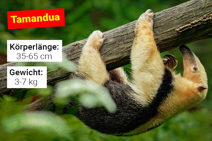 Tamandua