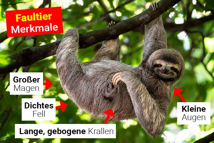 Faultier Merkmale