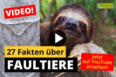Faultier-Video - 27 Fakten über Faultiere