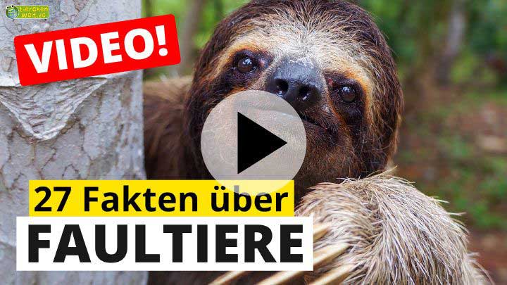 Video Faultiere
