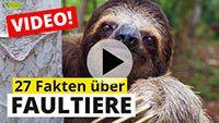 Video Faultier