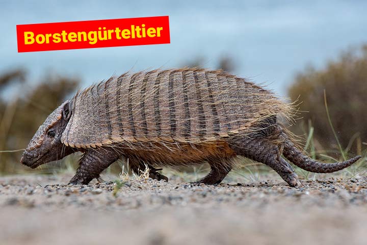 Borstengürteltier