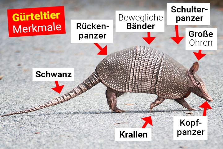 Gürteltier Merkmale