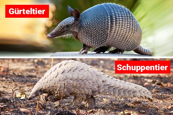 Gürteltier oder Schuppentier - Wo ist der Unterschied?