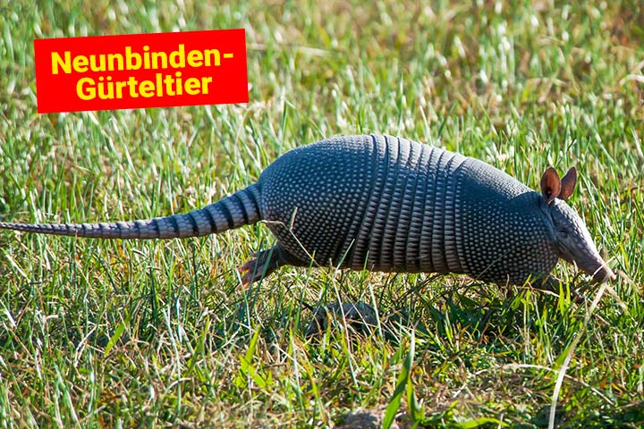 Neunbinden-Gürteltier