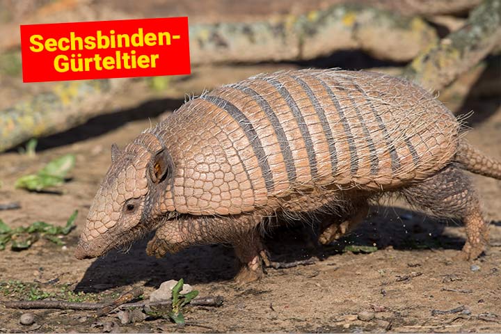 Sechsbinden-Gürteltier