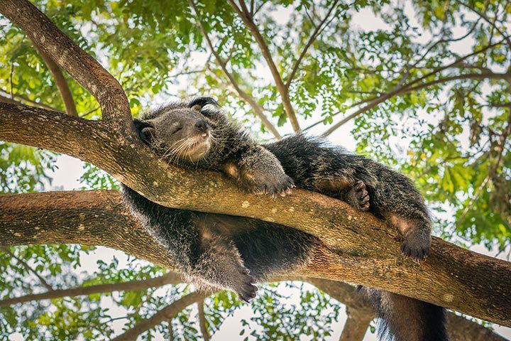 Binturong