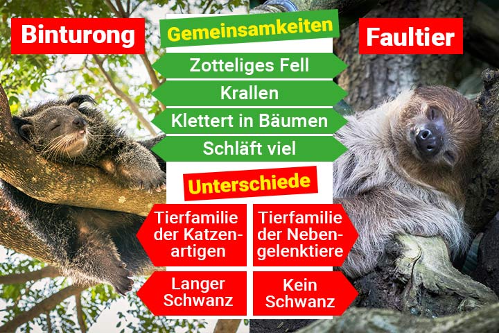 Binturong oder Faultier?