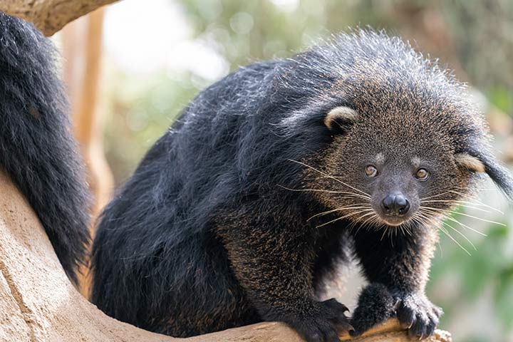 Binturong
