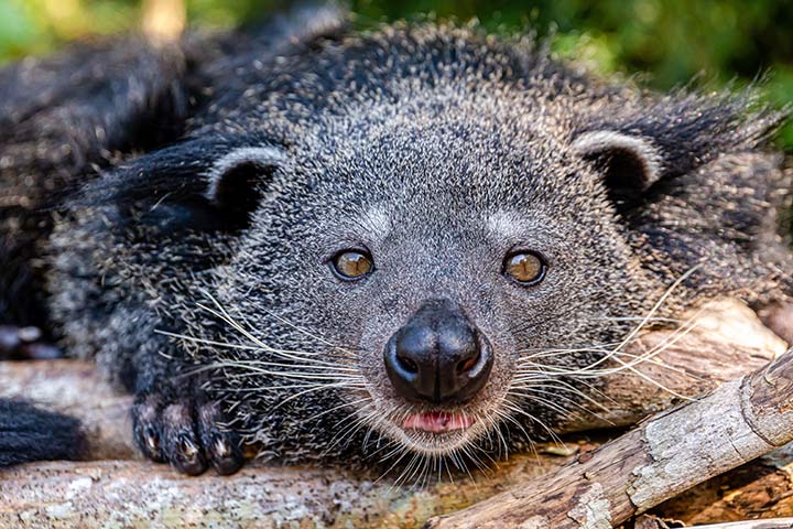 Binturong