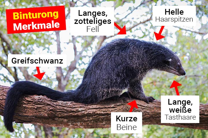 Binturong Merkmale