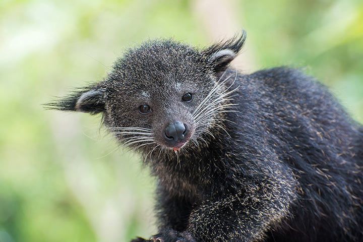 Binturong