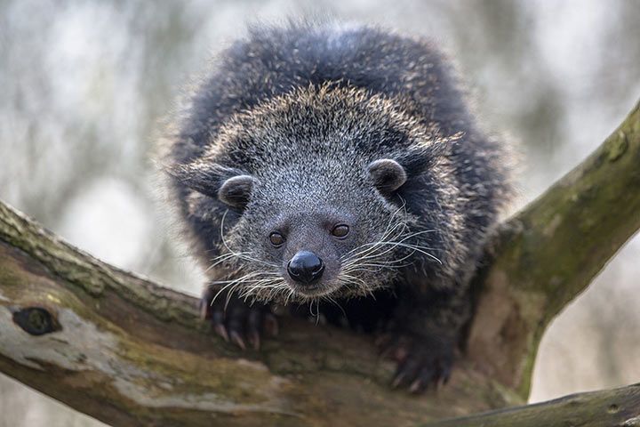 Binturong