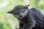 Binturong