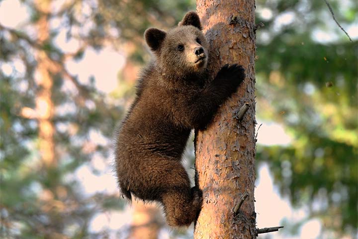 Braunbär-Junges im Baum