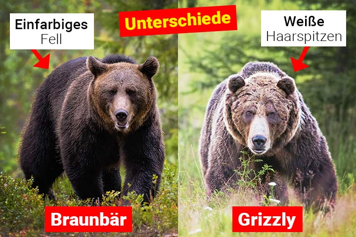 Braunbär Merkmale