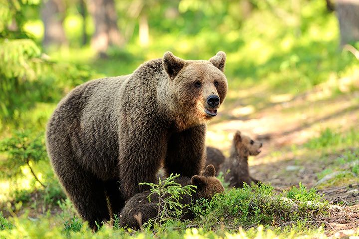 Braunbär