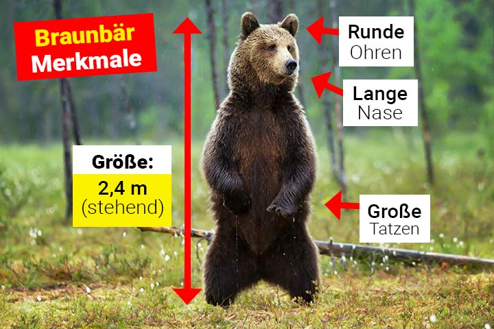 Braunbär Merkmale