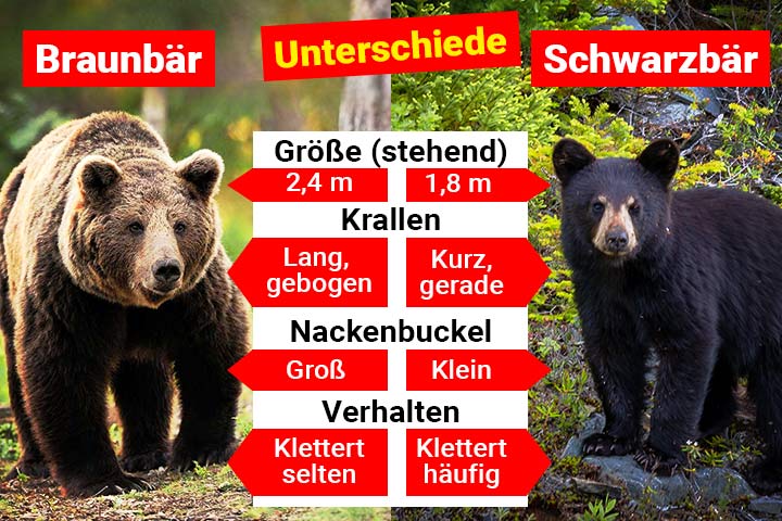 Braunbär oder Schwarzbär – Wo ist der Unterschied?