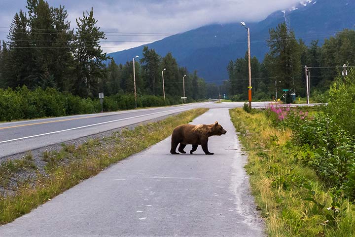 Braunbär auf der Straße